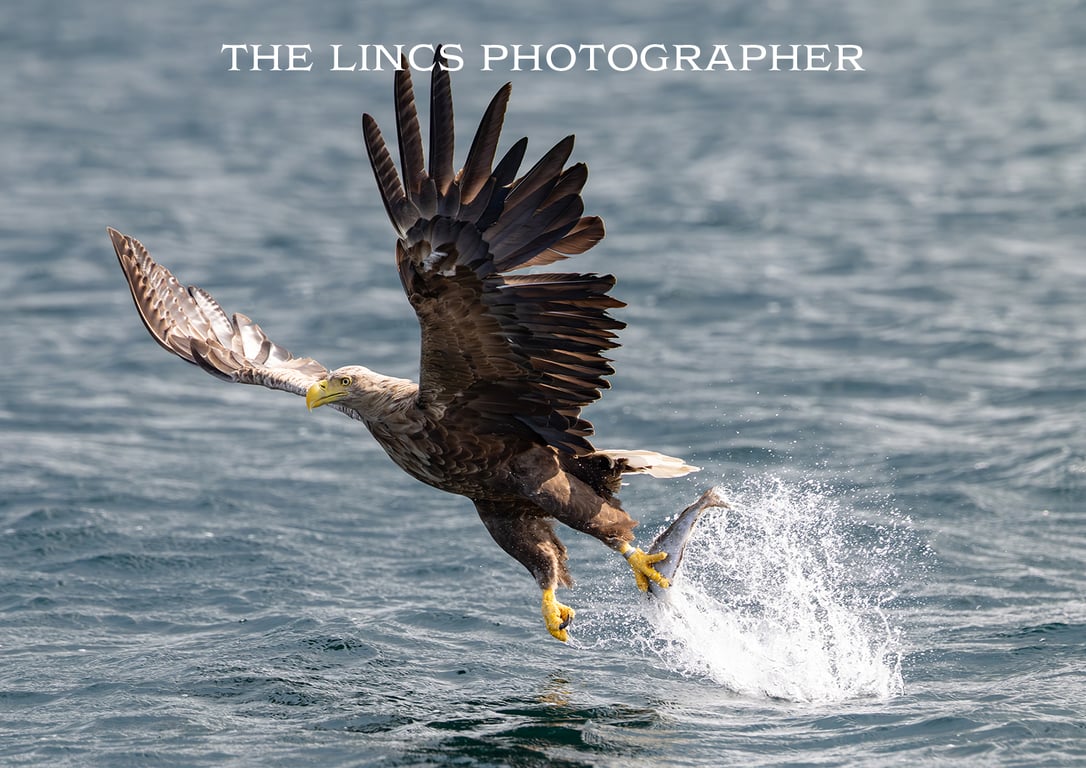 White Tailed Eagle in flight print (Limited edition of 10)