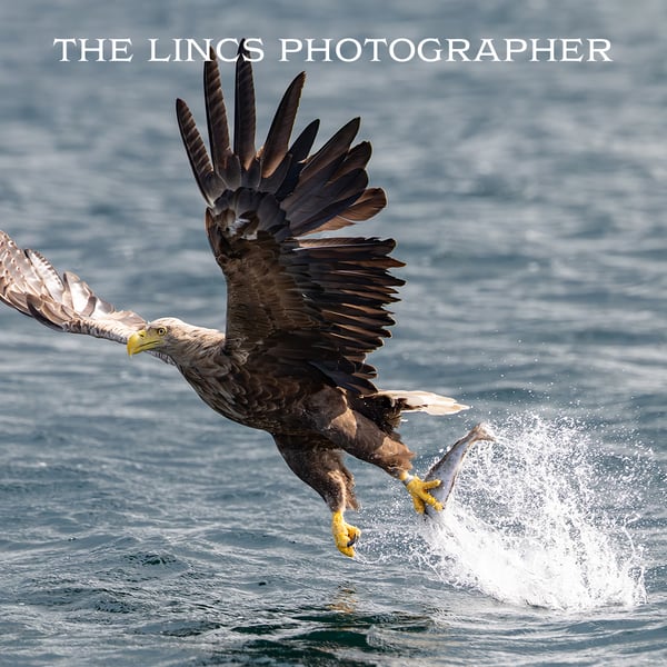 White Tailed Eagle in flight print (Limited edition of 10)