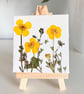 Real Pressed Buttercups Miniature Botanical Canvas on Wooden Easel
