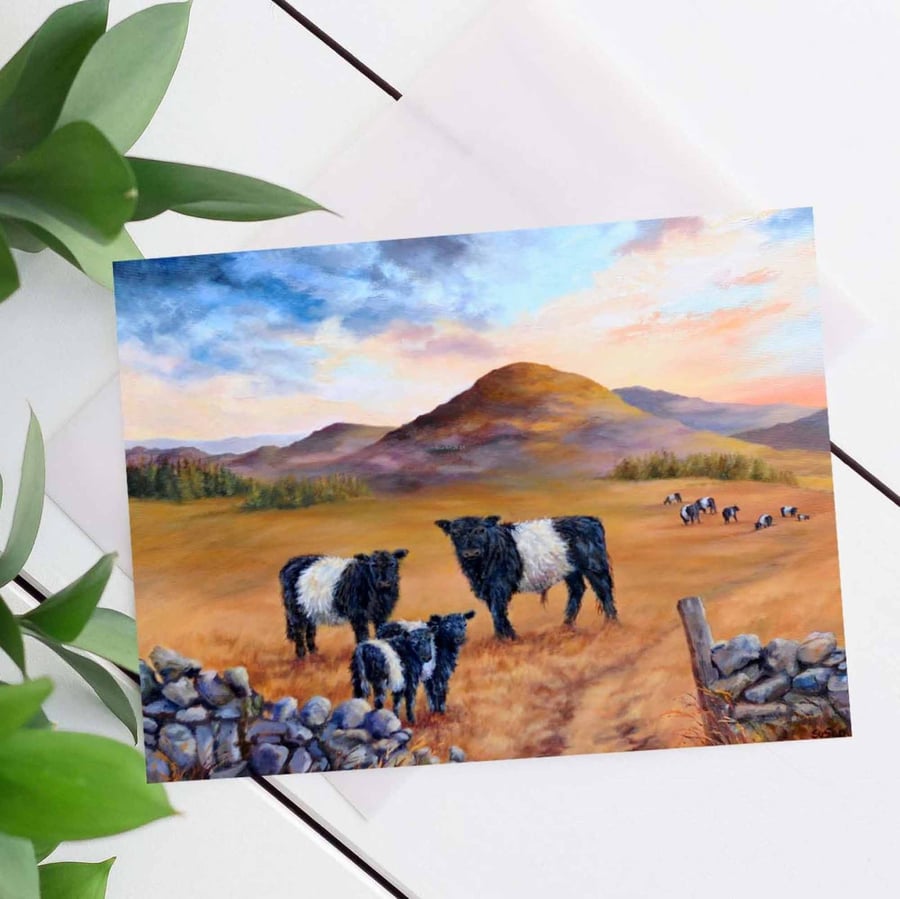 Belted Galloway Cow blank greeting card, Birthday card.