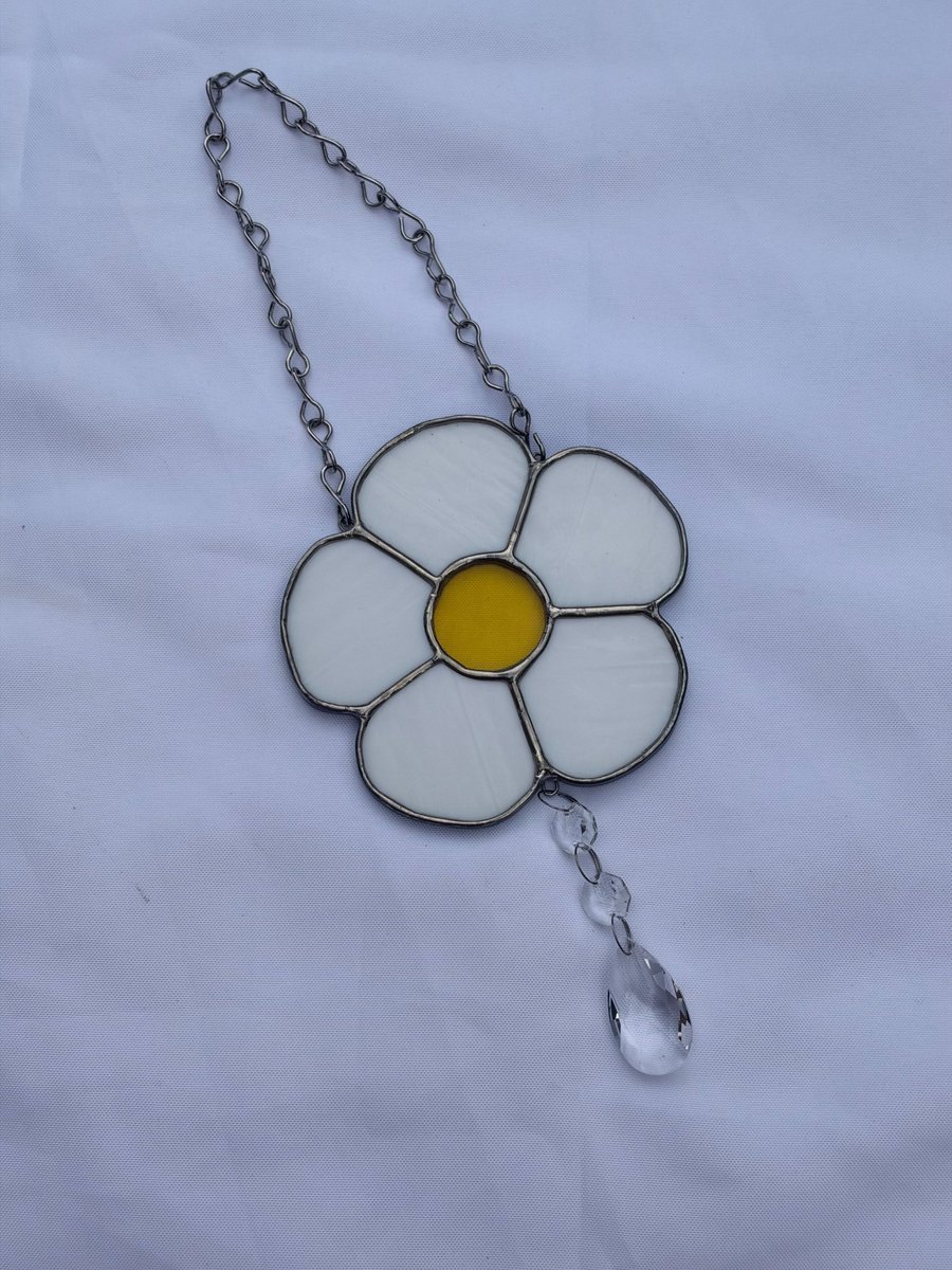 Yorkshire daisy