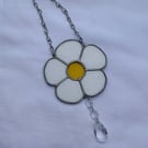 Yorkshire daisy