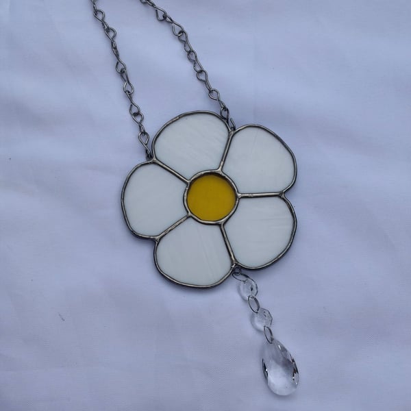 Yorkshire daisy