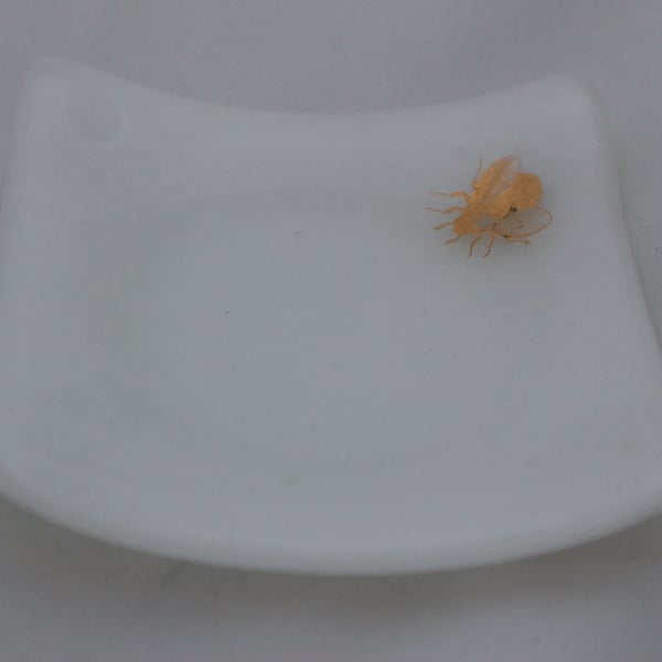 Handmade  fused glass trinket bowl or soap dish - gold bee on white