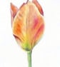 Tulip Flowers Botanical Watercolour Original Painting - Image 4