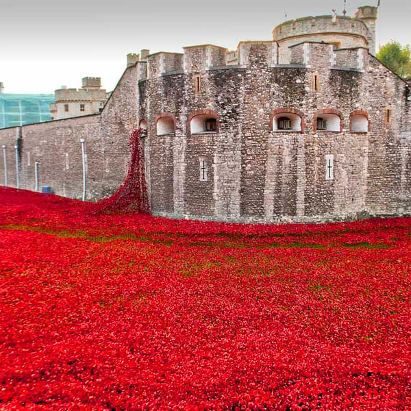 Tower Of London Poppy Red Poppies Photograph Print