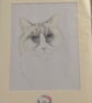 Stunning "Burmese' cat - Image 2