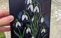 Snowdrop Gifts