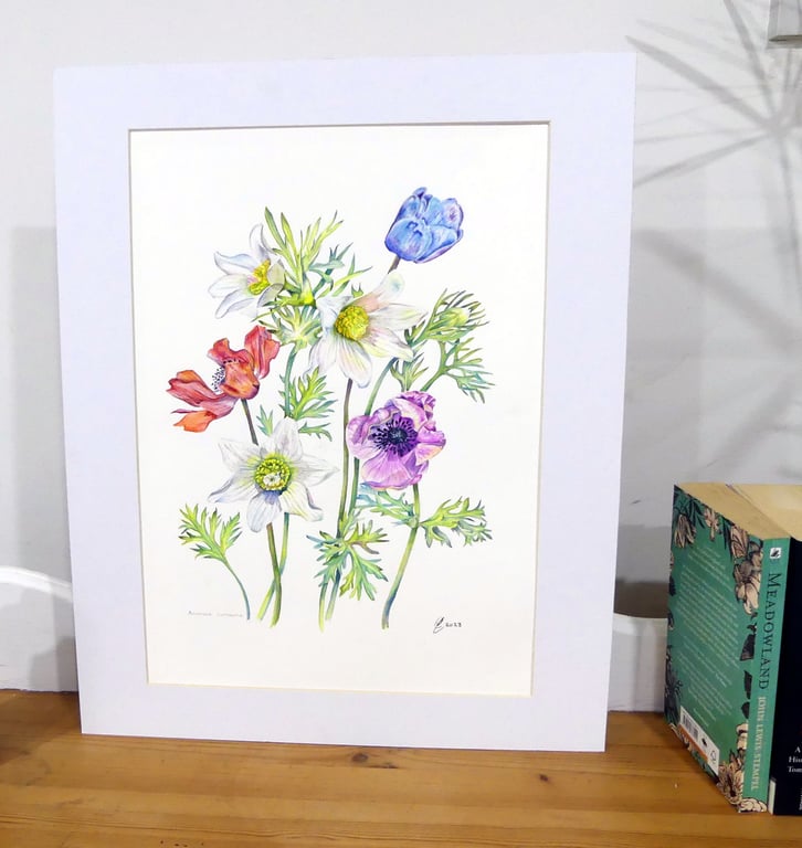Poppy Anemone Flowers Original Botanical Watercolour. Colourful Botanical Art