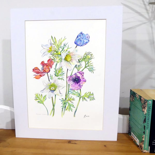Poppy Anemone Flowers Original Botanical Watercolour. Colourful Botanical Art