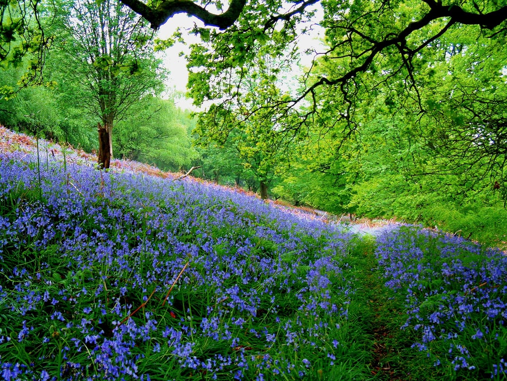Forest Bluebells taken in the Forest of dean Gloucestershire.