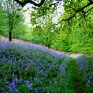 Forest Bluebells taken in the Forest of dean Gloucestershire.