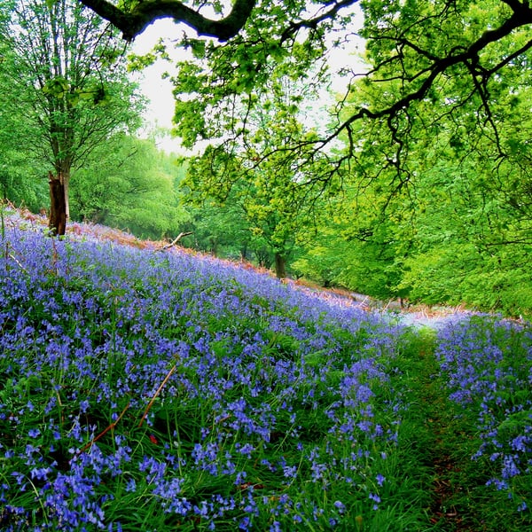 Forest Bluebells taken in the Forest of dean Gloucestershire.
