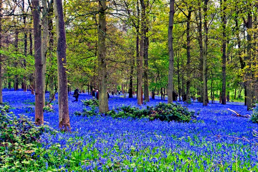 Bluebell Woods Greys Court Oxfordshire UK Photograph Print