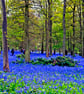Bluebell Woods Greys Court Oxfordshire UK Photograph Print - Image 1