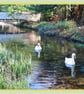 Gooderstone Water Gardens Norfolk Greeting Card A5