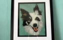 Pet Portraits