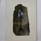 Bluebell on slate