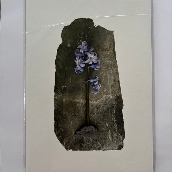 Bluebell on slate