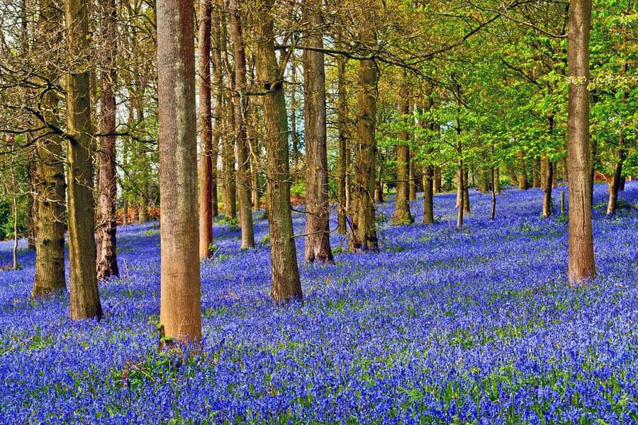 Bluebell Woods Greys Court Oxfordshire England UK 18"X12" Print