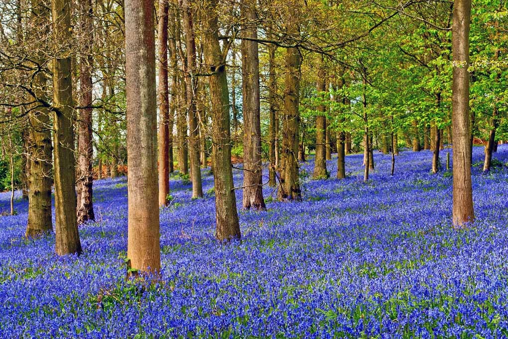Bluebell Woods Greys Court Oxfordshire England UK 18"X12" Print
