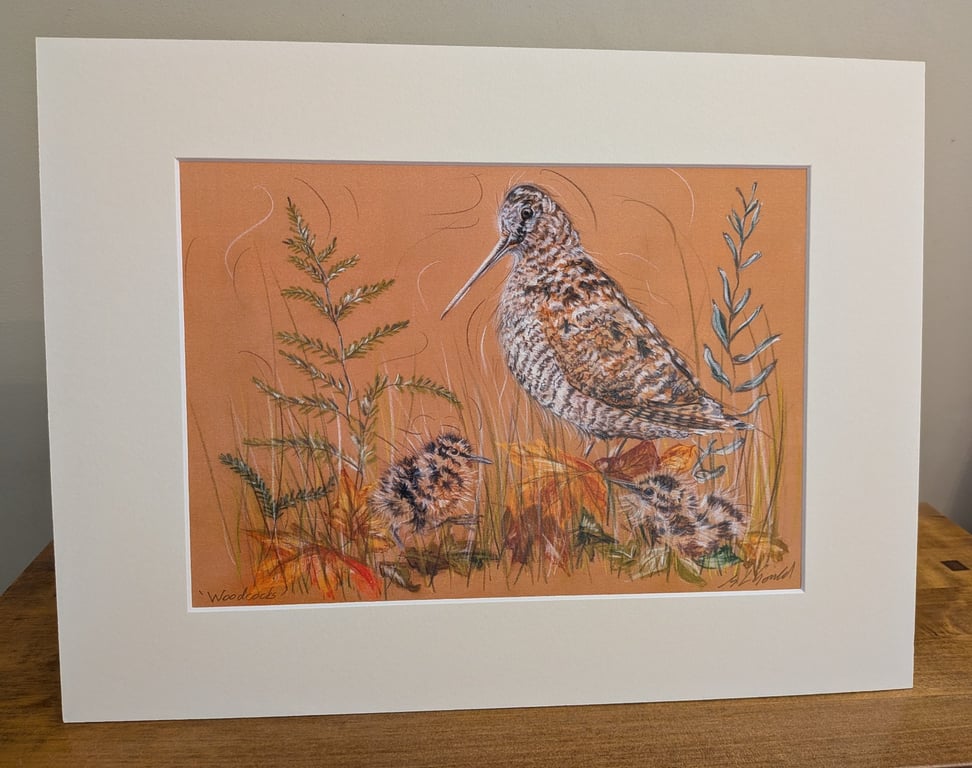Woodcocks, an A4 or A3 signed print of an original drawing.