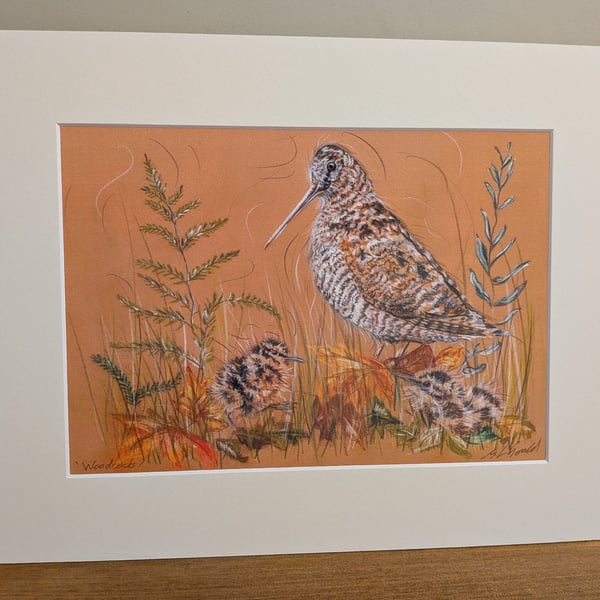 Woodcocks, an A4 or A3 signed print of an original drawing.