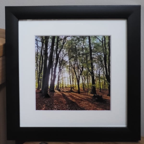 Framed photograph of Goytre Hall Wood at sunrise, South Wales