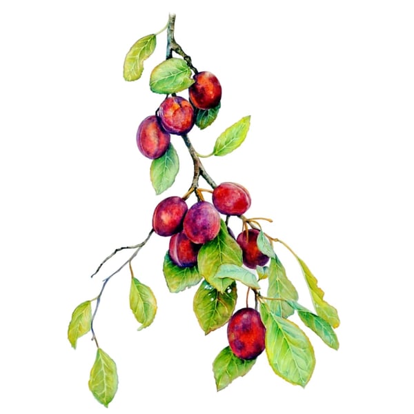 Botanical Plum Fruit Watercolour Painting Original Modern Fine Art