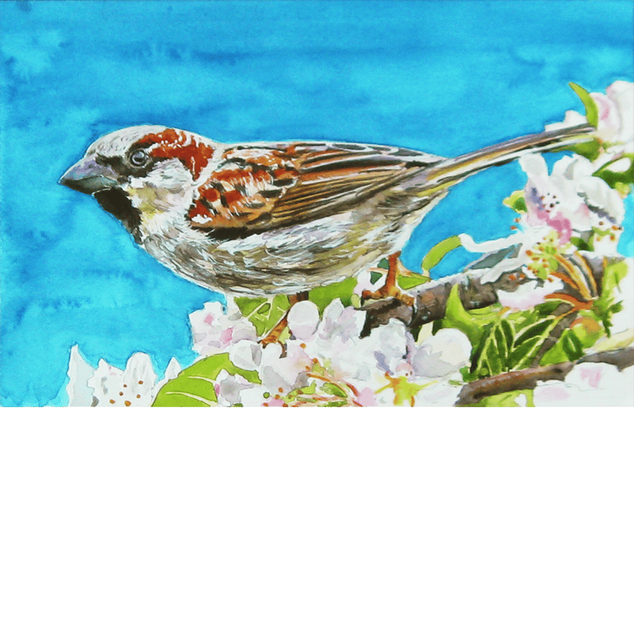 House Sparrow with Blossom. Original watercolour painting.