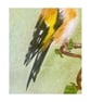 Original European Goldfinch Colour Pencil Drawing - Image 4