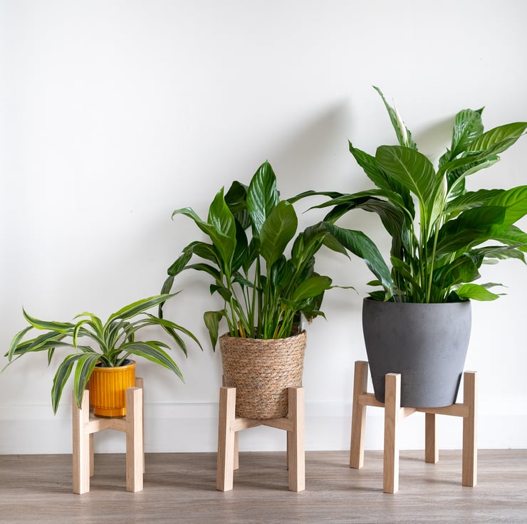 Gifts for Houseplant Lovers