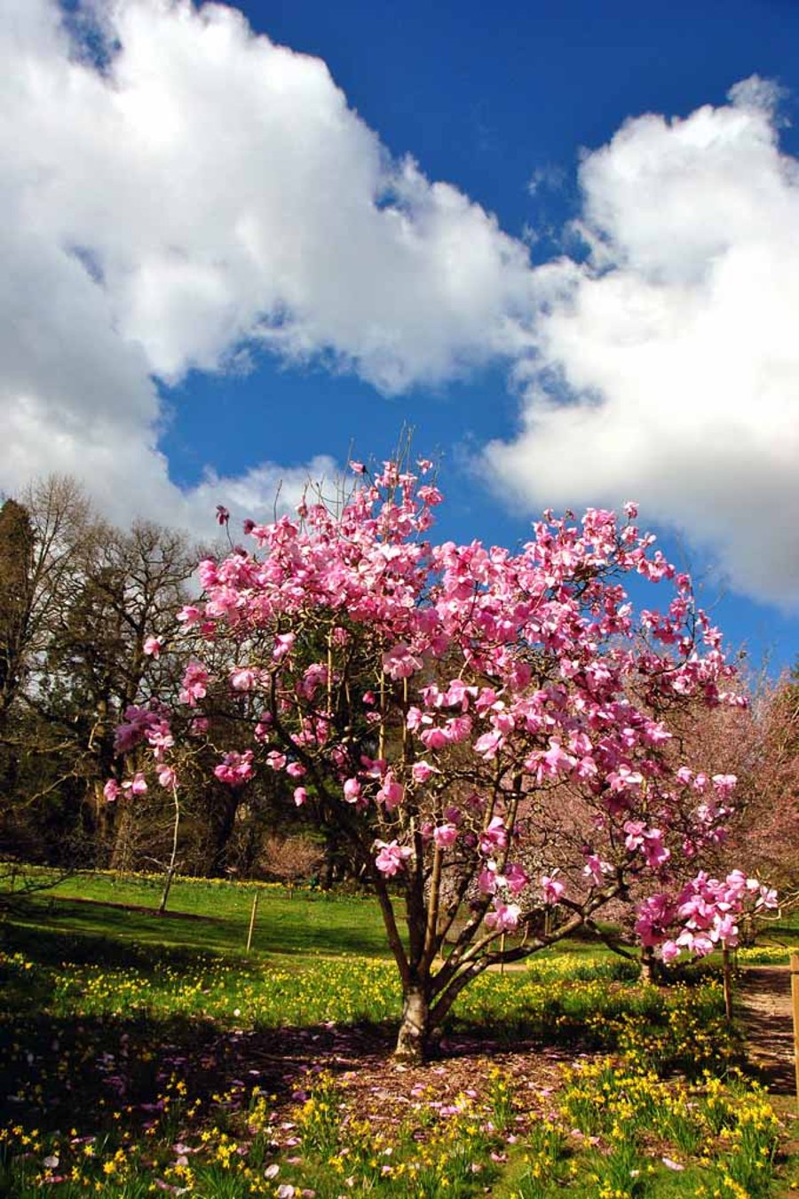 Magnolia Tree Batsford Arboretum Cotswolds UK Photograph Print