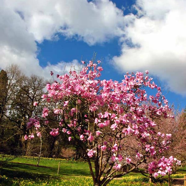 Magnolia Tree Batsford Arboretum Cotswolds UK Photograph Print