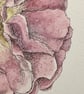 Garden rose painting  - Image 7