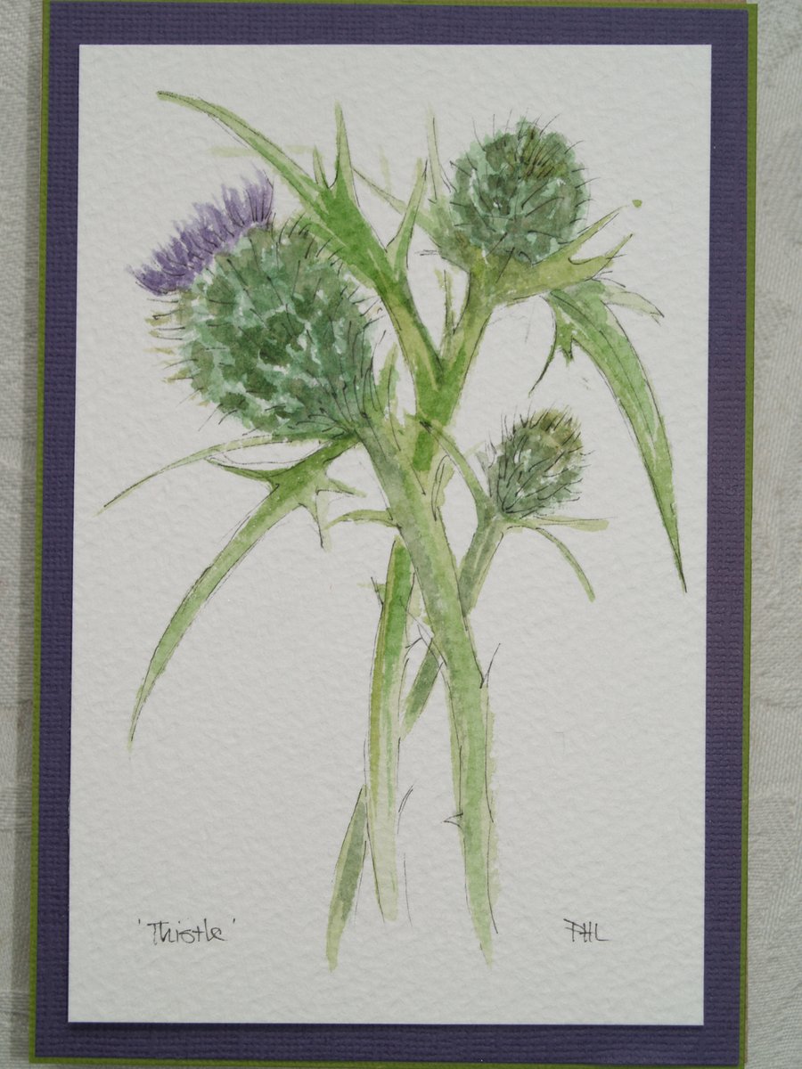Framed original watercolour Thistle