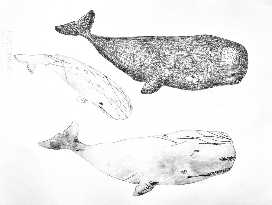 Sperm Whales - Drypoint Print