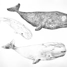 Sperm Whales - Drypoint Print