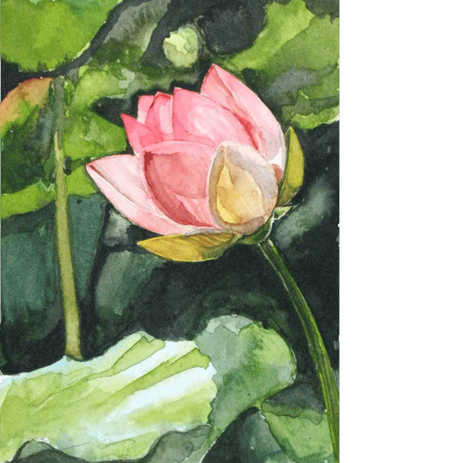 Water lily. Original watercolour.
