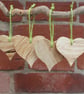 Spalted beech hearts - Image 1