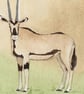 Oryx Original Watercolour Painting - Image 1