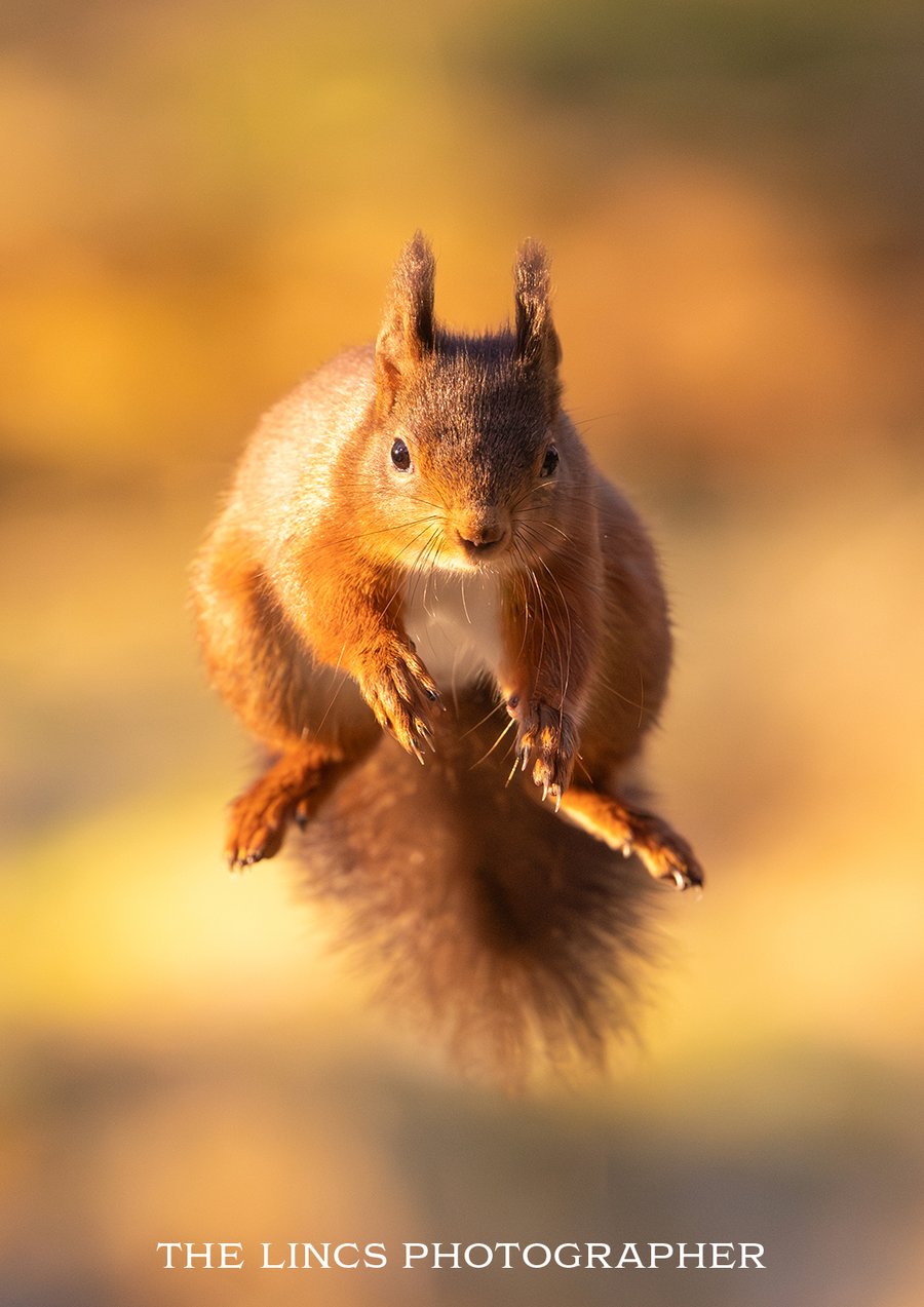 Red Squirrel print (Limited edition of 10)