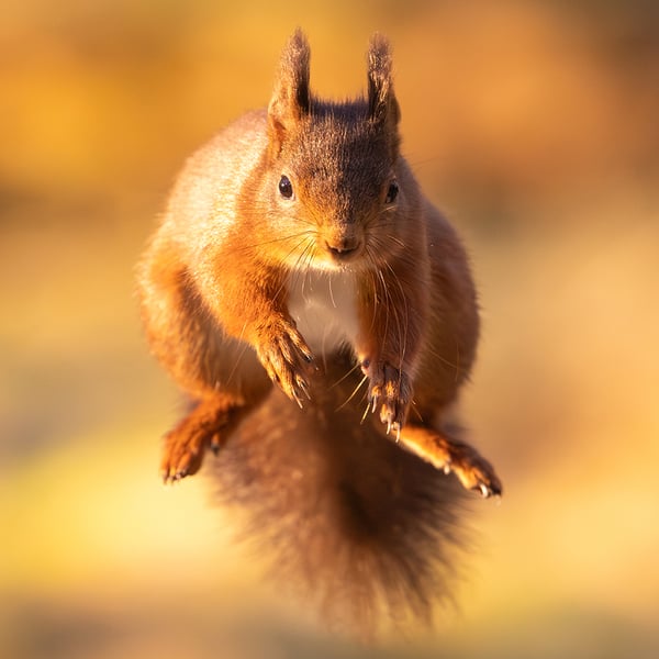 Red Squirrel print (Limited edition of 10)