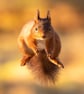 Red Squirrel print (Limited edition of 10)