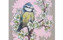 Birds, Feathers and Nests