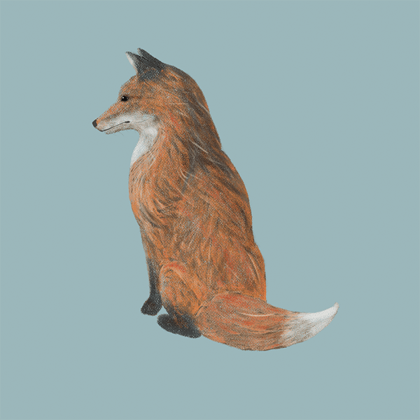Alice's Mr Fox print