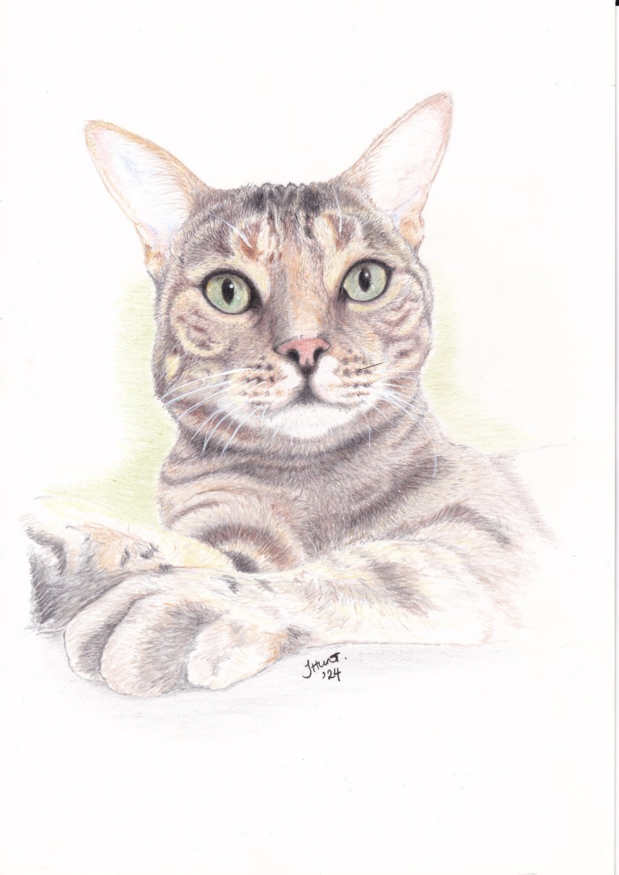 Cat Pencil Portraits - Personalised pet portrait in colour 
