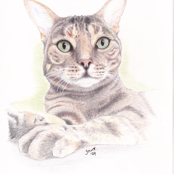 Cat Pencil Portraits - Personalised pet portrait in colour 