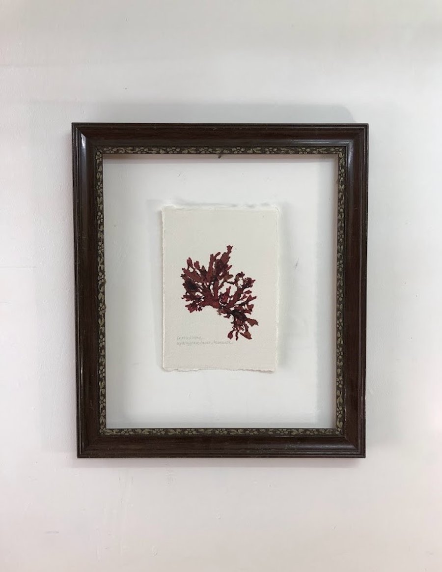 Pressed Seaweed - Crinkled weed, A5