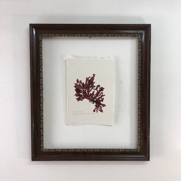 Pressed Seaweed - Crinkled weed, A5